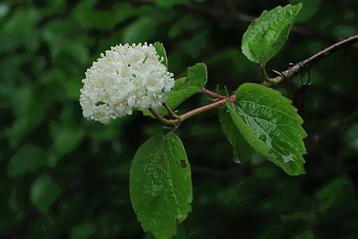 White flowers of western blackhaw (Viburnum ellipticum).