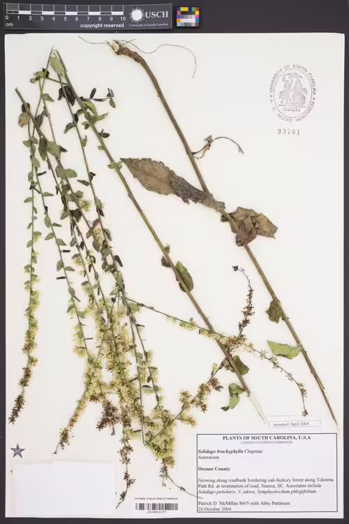 Herbarium specimen of dixie goldenrod (Solidago brachyphylla).