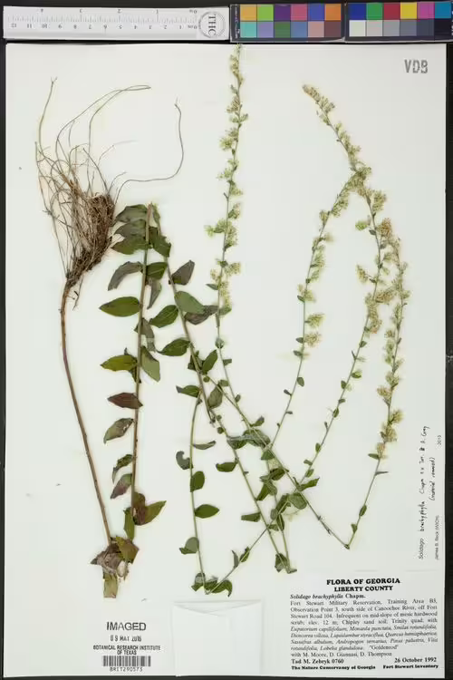 Herbarium specimen of dixie goldenrod (Solidago brachyphylla).