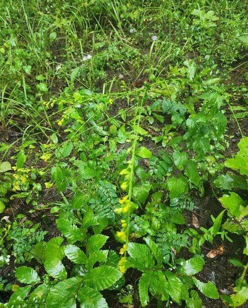 Plant of Dixie Goldenrod (Solidago brachyphylla) in a wooded area.