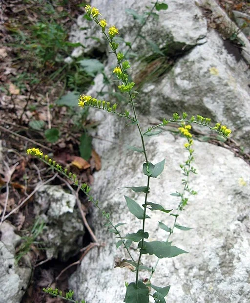 Plant of eared goldenrod (Solidago auriculata) in rocks.
