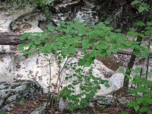 Shrub of bracted viburnum (Viburnum bracteatum) in a wooded area.