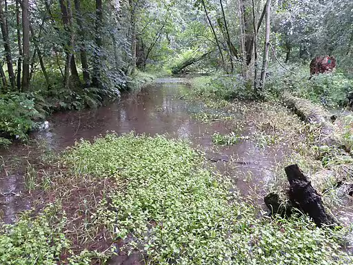 Streambank habitat in UK.