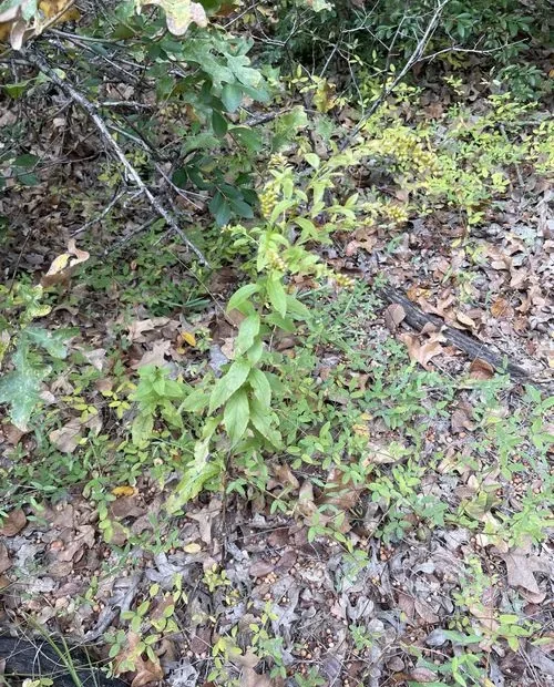 Plant of smooth elm-leaf goldenrod (Solidago delicatula) with yellow flowers.
