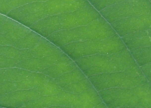 Yellow impatiens (Impatiens pallida).