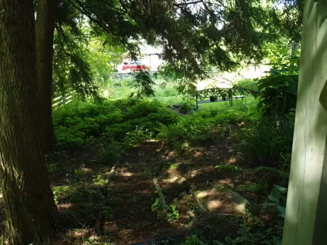 Woodland garden at silphium design.