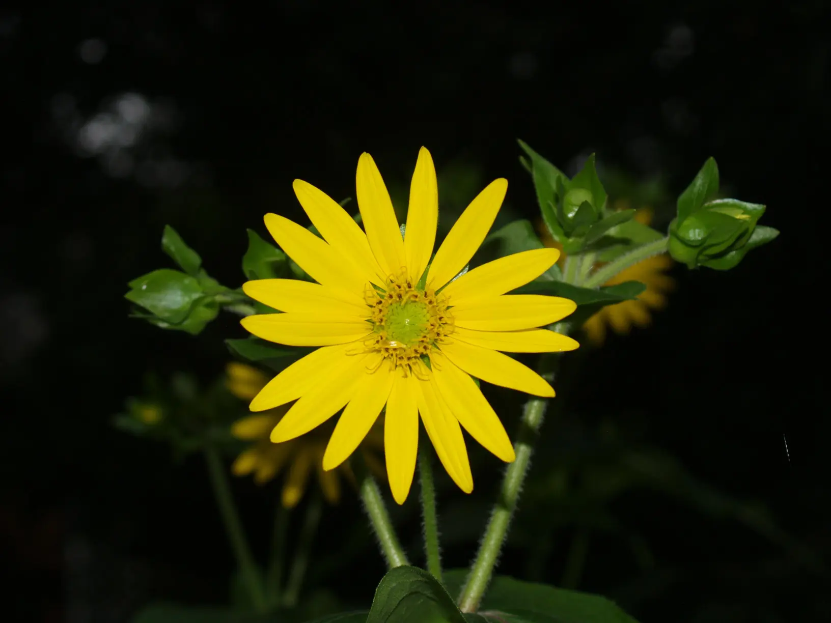Yellow-cup (Silphium perfoliatum) plant.