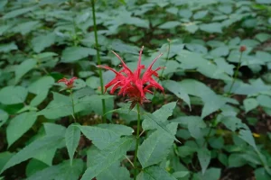 Red flowers of bee-balm (Monarda didyma).