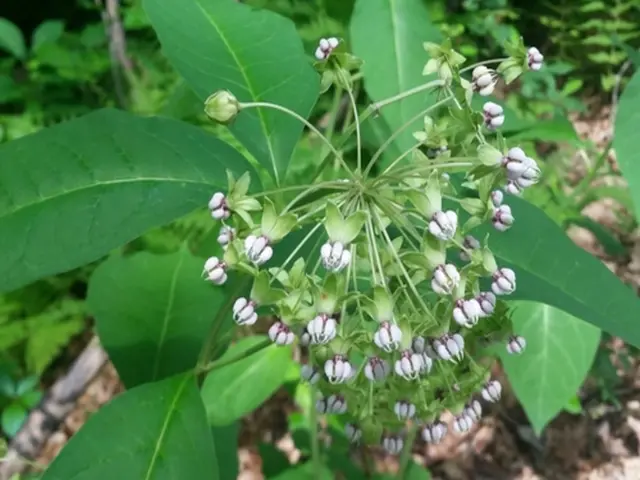 Poke milkweed (Asclepias exaltata).