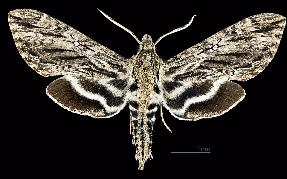 Hermit sphinx on a black background.