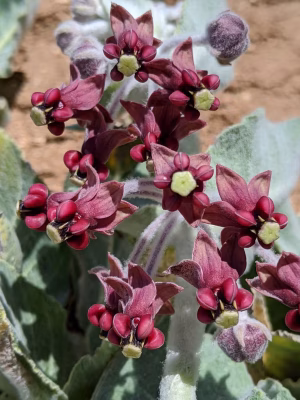 Maroon flowers of California milkweed.