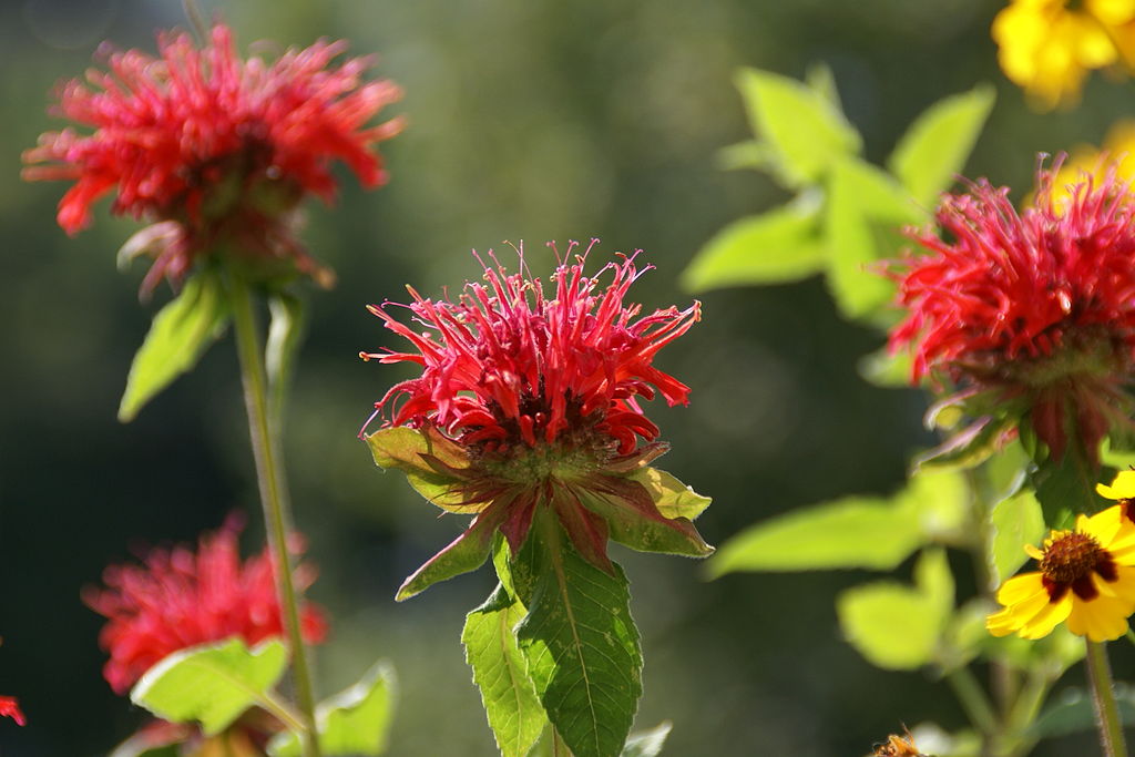 A group of scarlet beebalm.