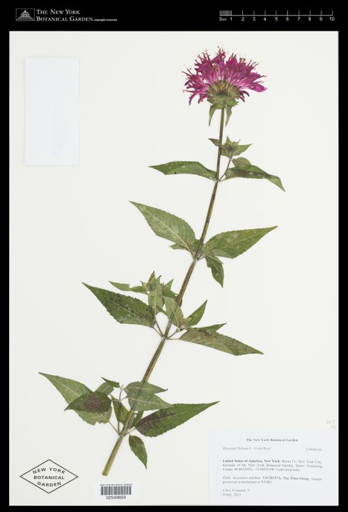 Preserved scarlet beebalm.