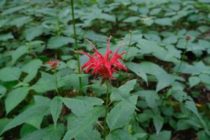 A red flower of scarlet beebalm.