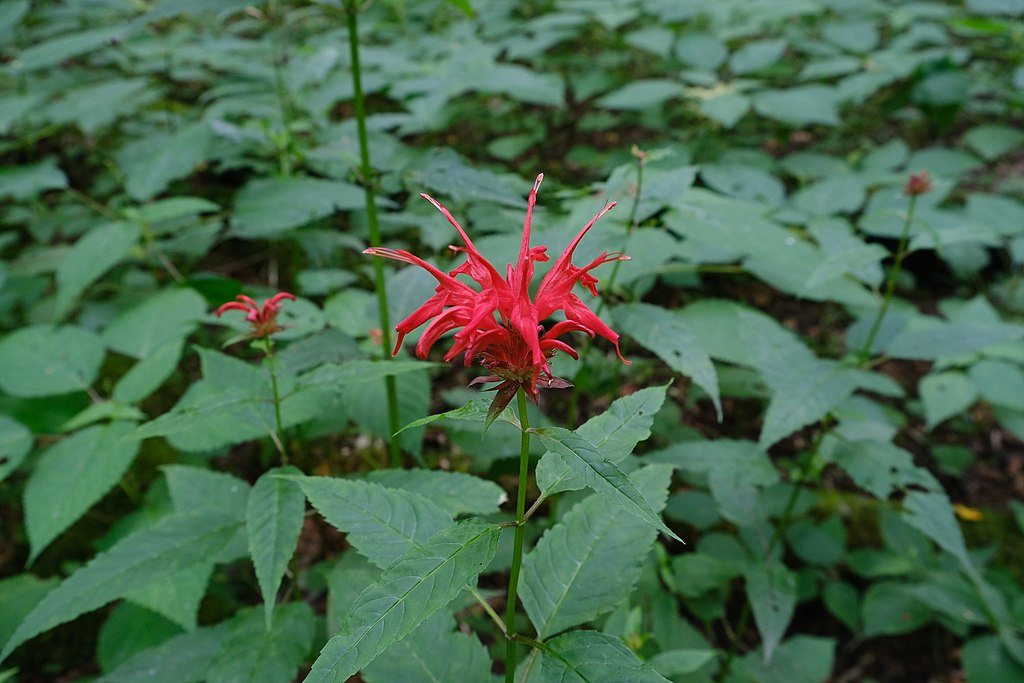 A red flower of scarlet beebalm.