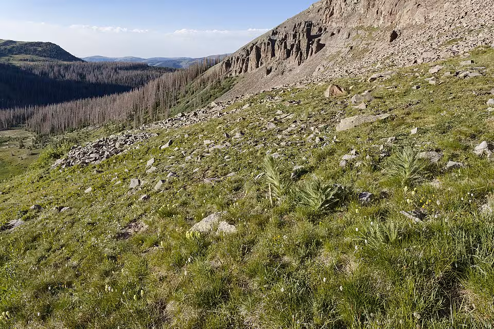 Open rocky slope habitat in western US.