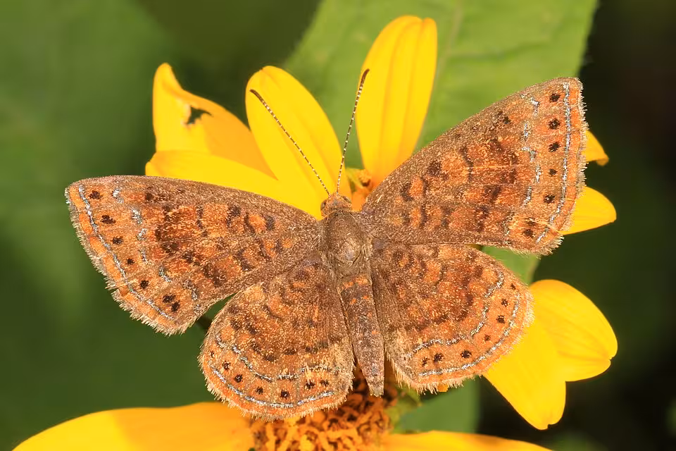 Northern metalmark butterfly on a yellow flower.