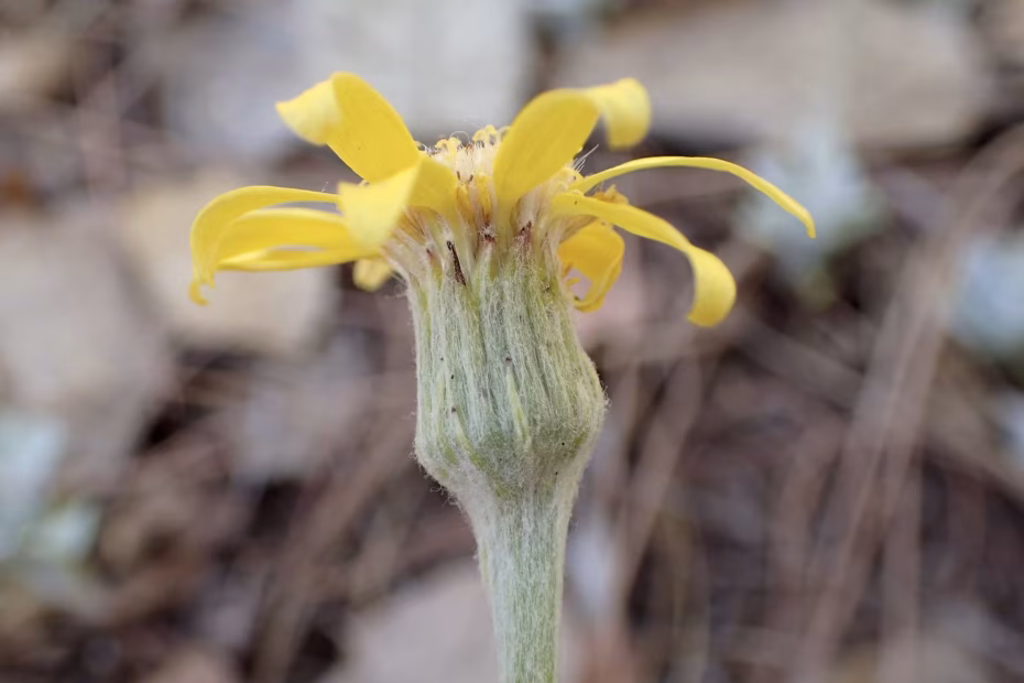 Yellow flower of flagstaff ragwort.