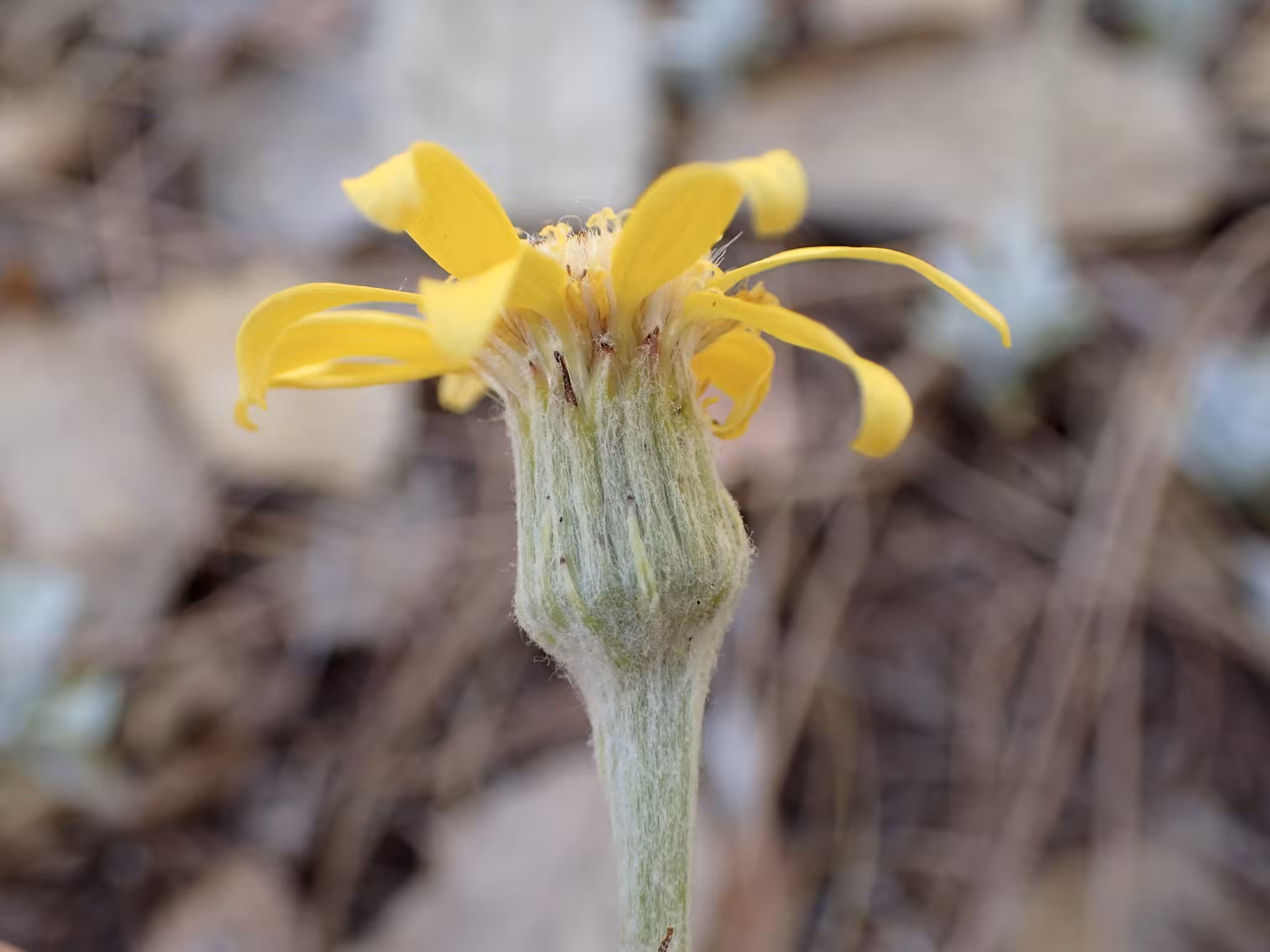 Yellow flower of flagstaff ragwort.
