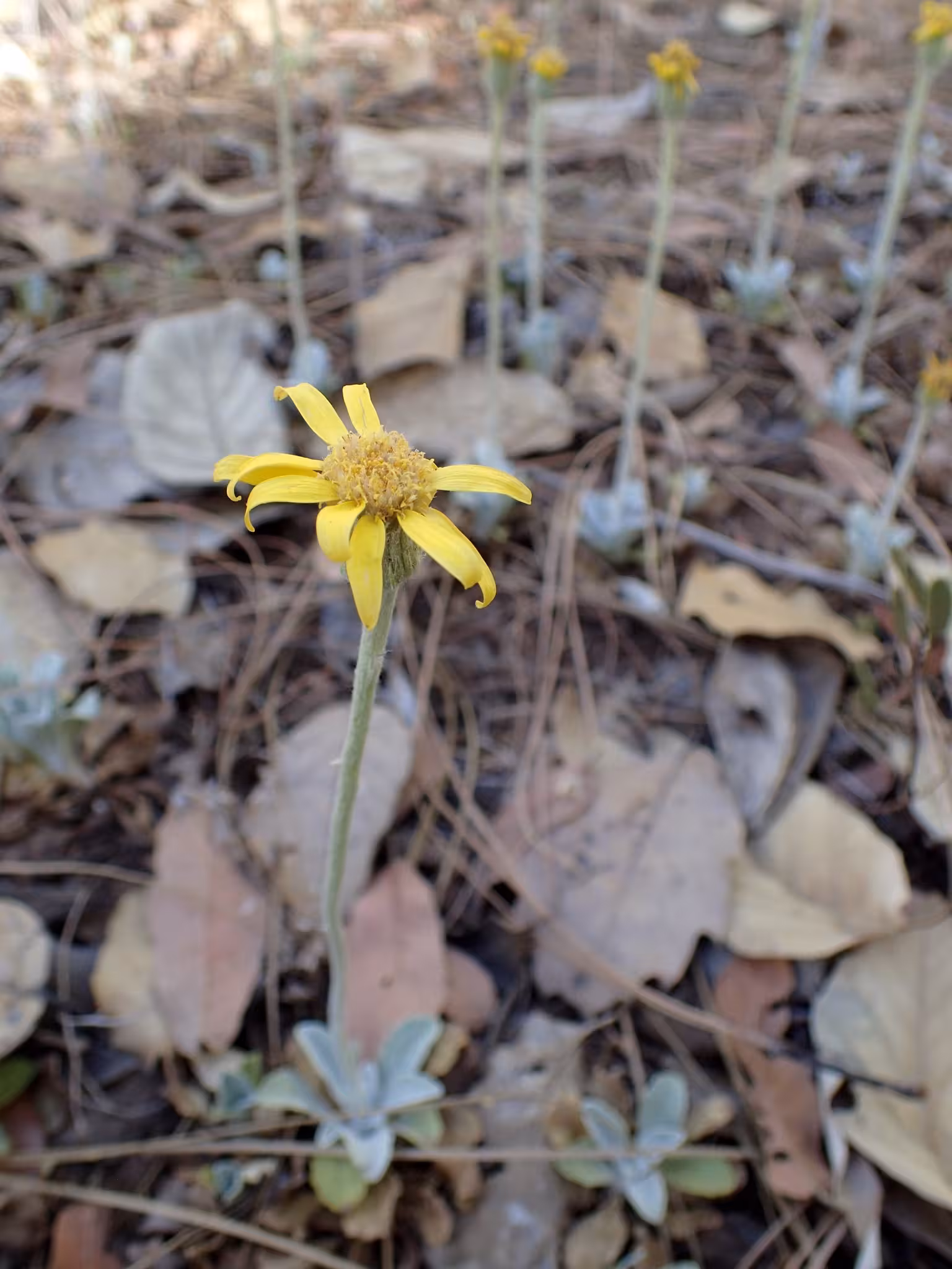 Yellow flower of flagstaff ragwort.