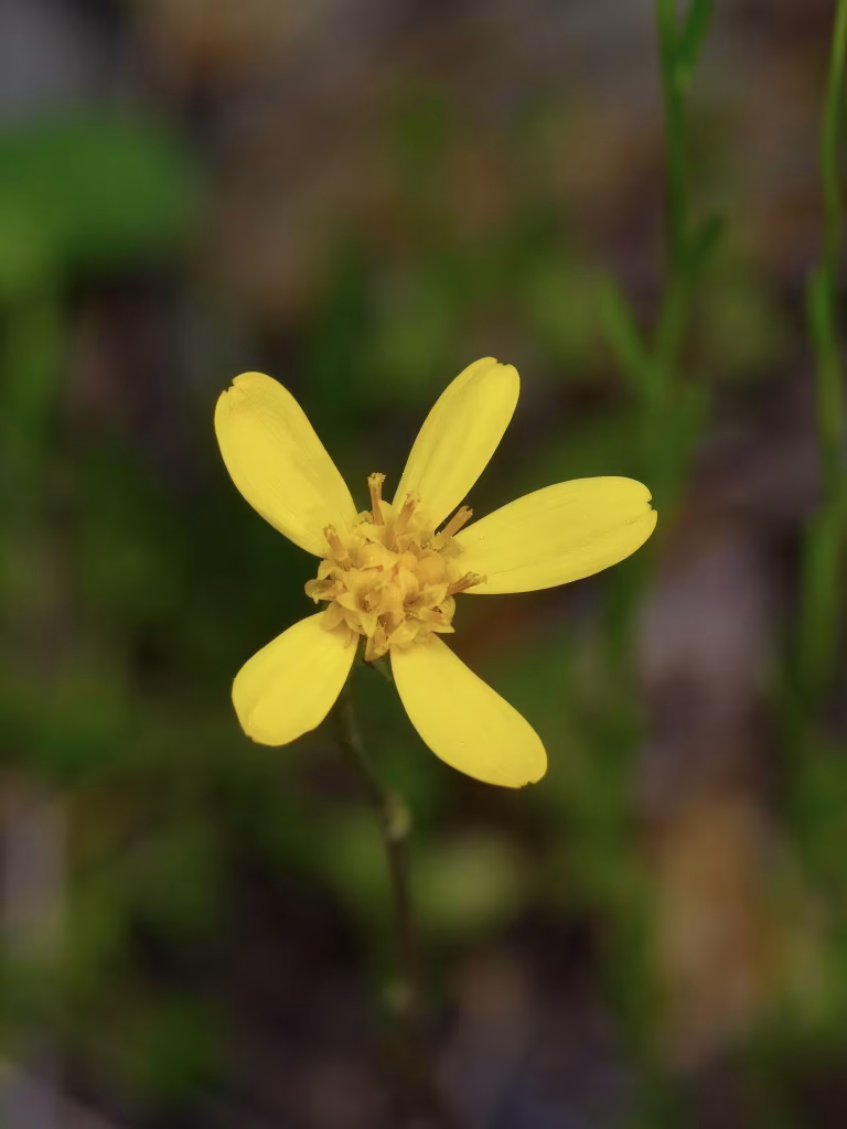 Yellow flower of Texas ragwort.