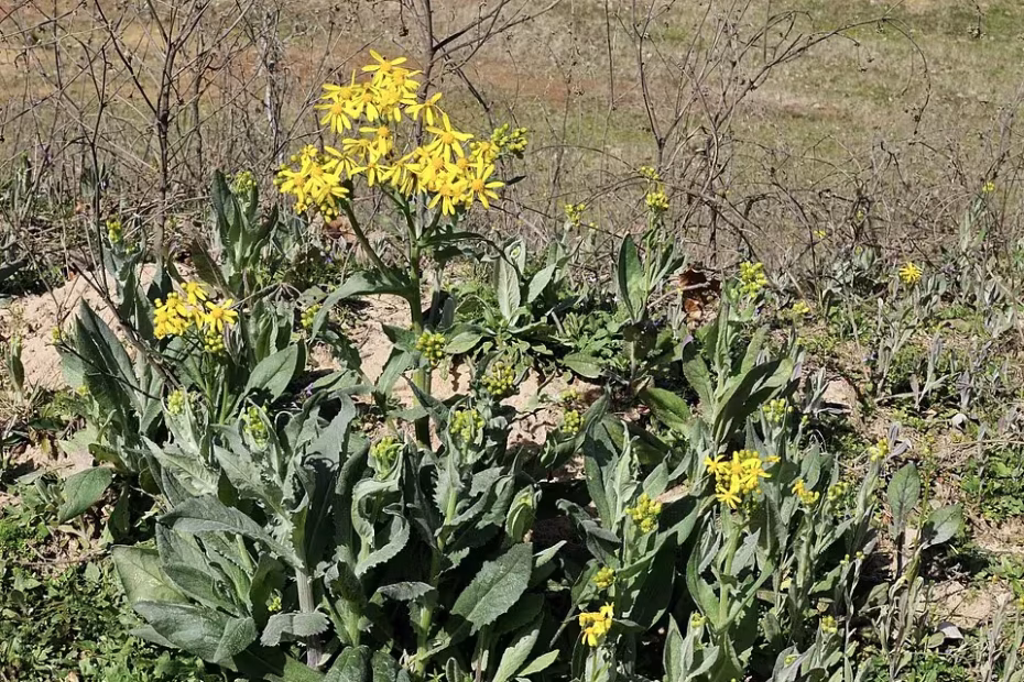 Plant of Texas ragwort in an open area.