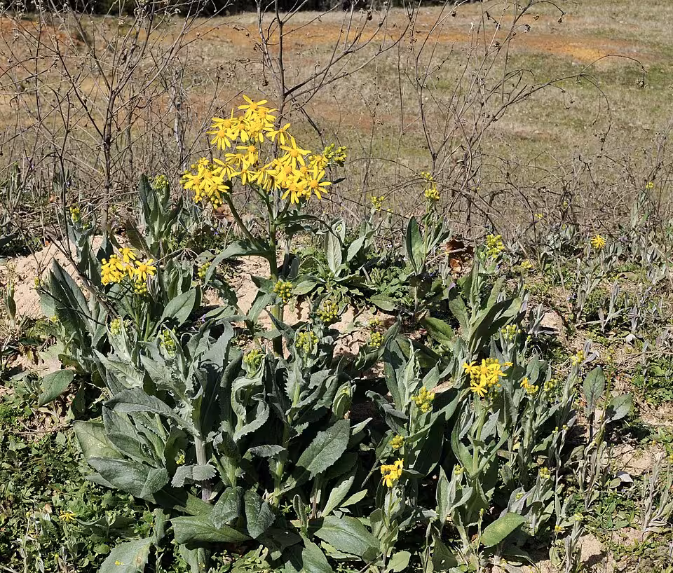 Plant of Texas ragwort in an open area.