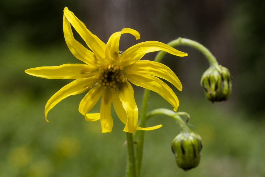 Yellow flower of showy alpine ragwort (Senecio amplectens).