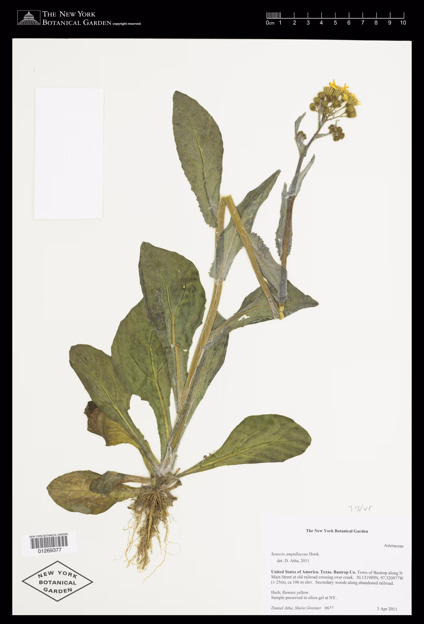 Herbarium specimen of Texas ragwort.