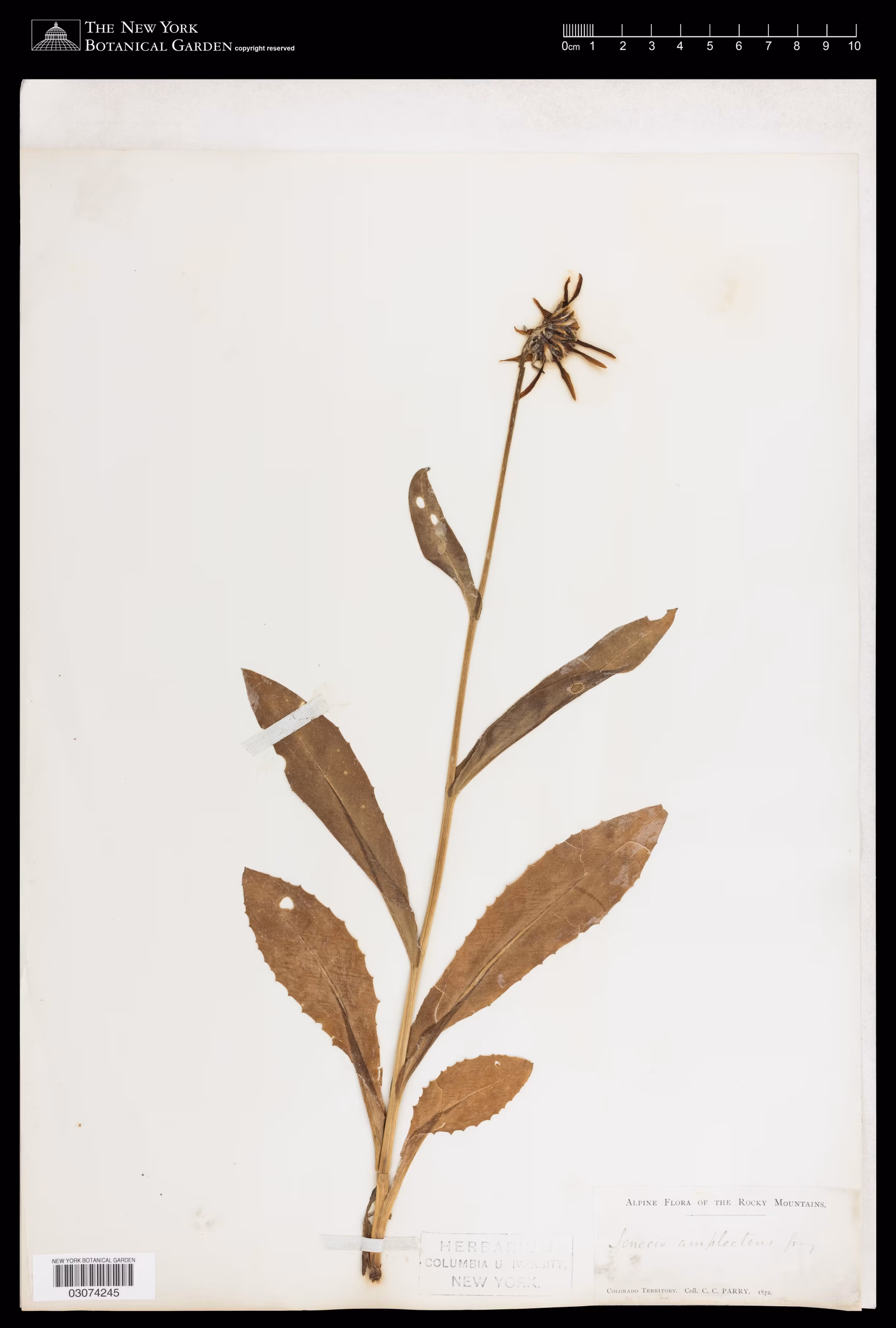 Herbarium specimen of showy alpine ragwort.