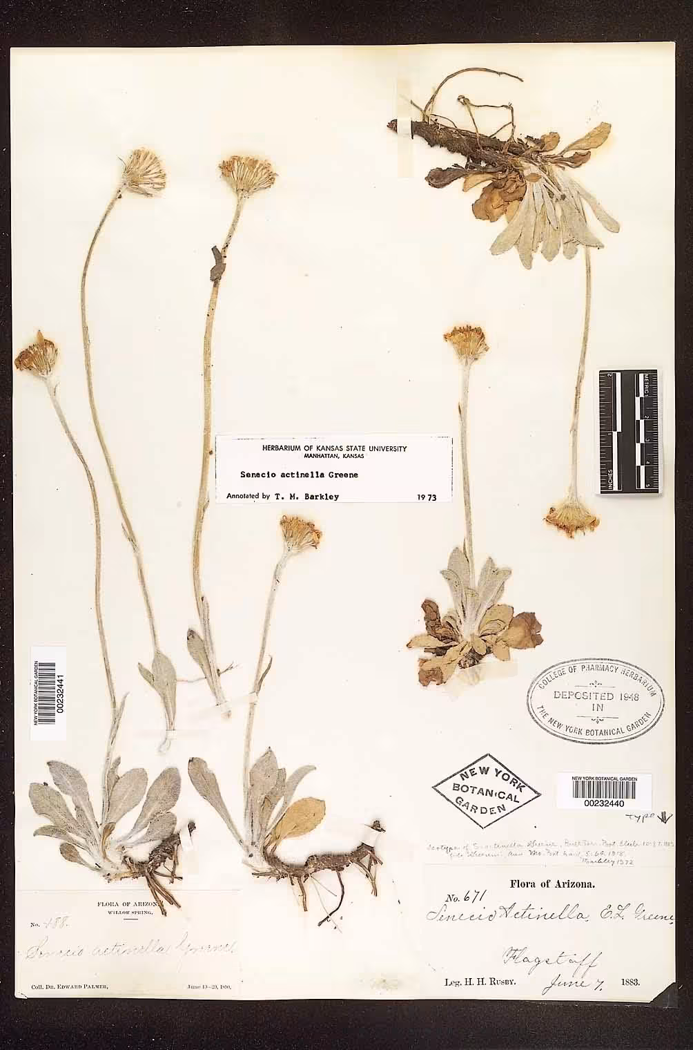 Preserved specimen of flagstaff ragwort (Senecio actinella).