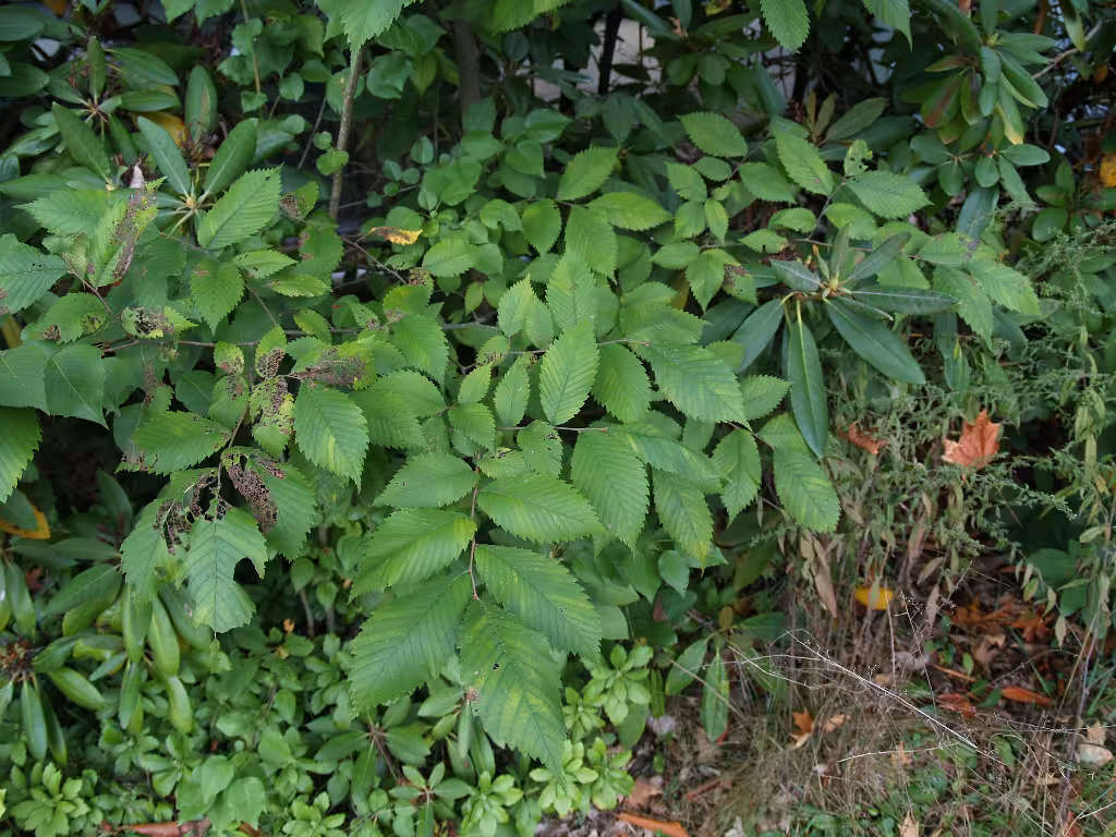 Leaves of American elm (Ulmus americana).